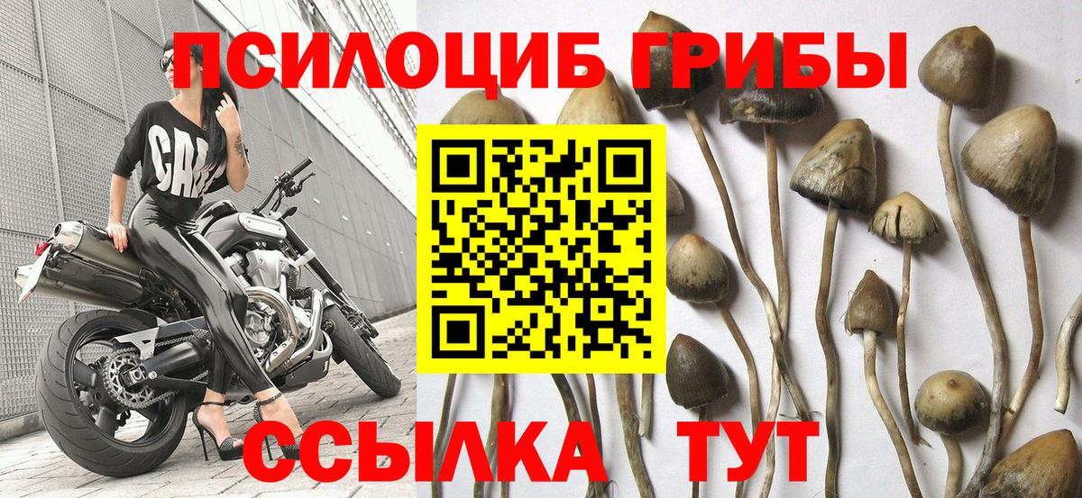 Тихвин  Псилоцибиновые грибы Psilocybine cubensis  Вход с VPN  Галлюциногенные грибы GOLDEN TEACHER 